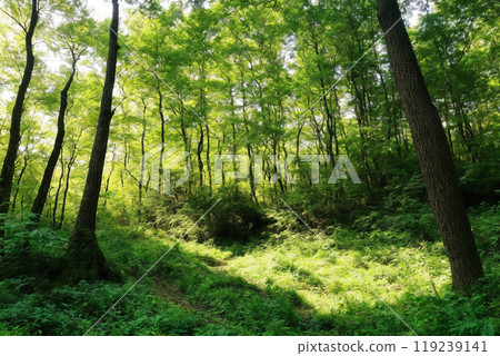 鮮綠的落葉松林‖ 鮮綠的落葉松林‖ 119239141