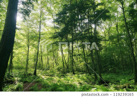 Go through the fresh green forest Go through the fresh green forest 119239165