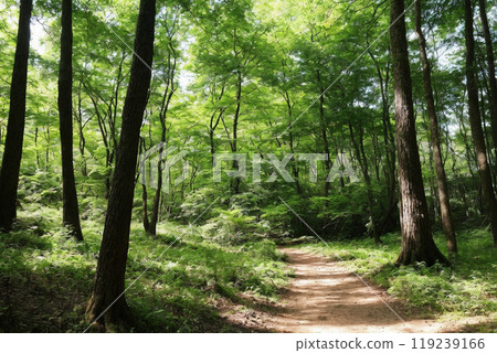 Go through the fresh green forest Go through the fresh green forest 119239166