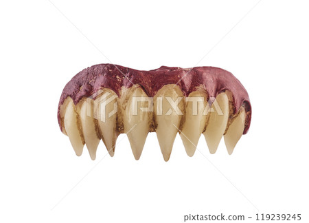 Vampire or monster sharp teeth isolated on white background with clipping path 119239245