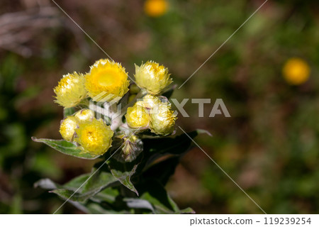 Helichrysum growing wild in the nature, Madeira Helichrysum growing wild in the nature, Madeira 119239254