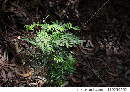 Green plant and dark background, Madeira, Portugal 119239262