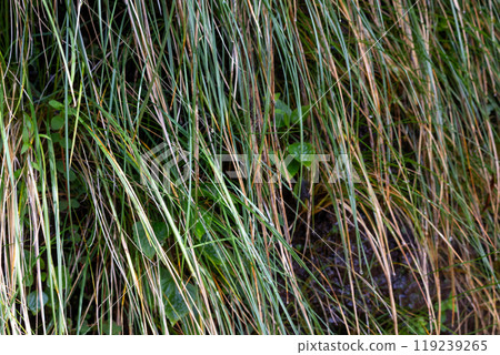 Wild greenery and a water, Madeira, Portugal Wild greenery and a water, Madeira, Portugal 119239265