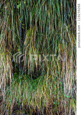Wild greenery and a water, Madeira, Portugal 119239268