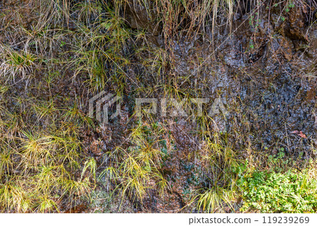 Wild greenery and a water, Madeira, Portugal 119239269
