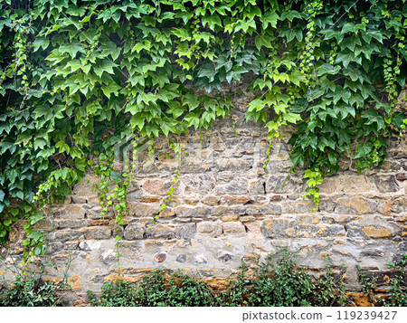 Stems of the maiden grapes 119239427
