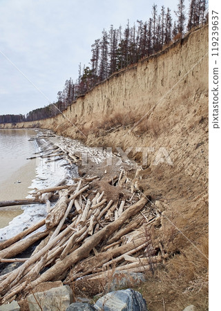 Trees fallen from a cliff lie on the seashore. The water is eroding the coast. Trees fallen from a cliff lie on the seashore. The water is eroding the coast. 119239637