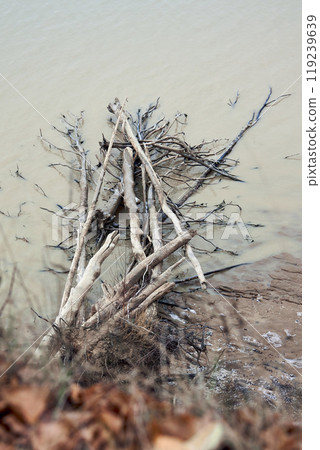 Washed driftwood and fallen trees lie in the water on the seashore or ocean 119239639