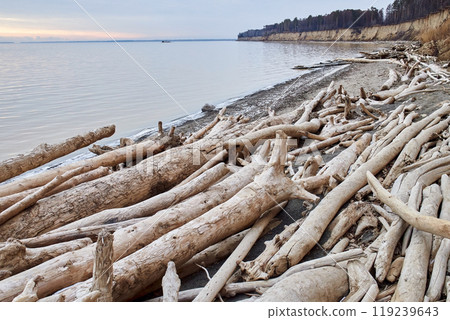 Trees fallen from a sand cliff lie on seashore. A lot of driftwood, coastal destruction. The water is eroding the coast 119239643