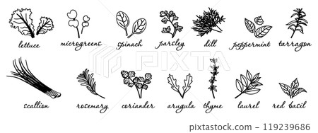 Linear illustration of herbal seasonings for food. Doodle sketches of leafy vegetables. Vector illustration of rosemary, mint, lettuce and green onion 119239686