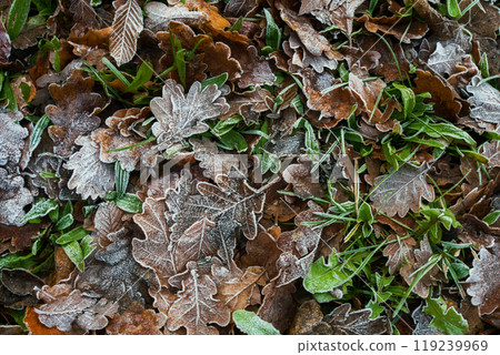 beautiful picture of frozen leaves - drizzle in Europe or North America 119239969