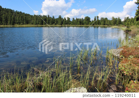 Shore of a lake with ripples of water in a coniferous forest at sunny summer day. 119240011