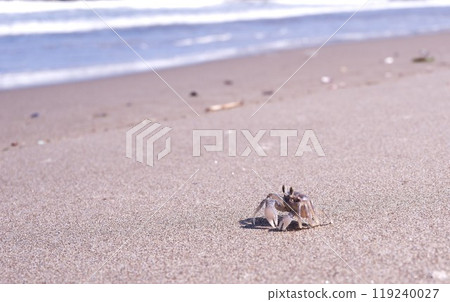 crab, ghost crab, sea crab, ghost crab, sea 119240027