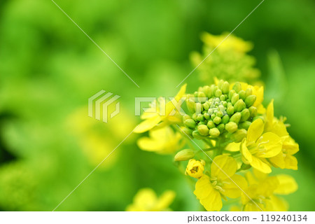 我有一天看到的油菜田 119240134