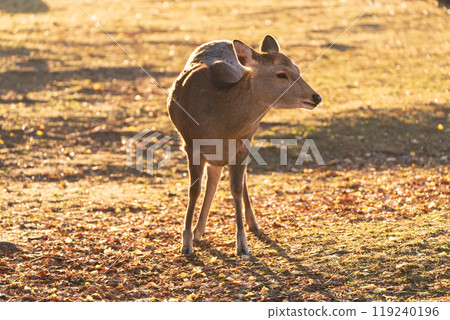 Photographing a deer among the autumn leaves around Nara Park in Nara City in late autumn Photographing a deer among the autumn leaves around Nara Park in Nara City in late autumn 119240196