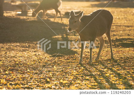 Photographing a deer among the autumn leaves around Nara Park in Nara City in late autumn 119240203