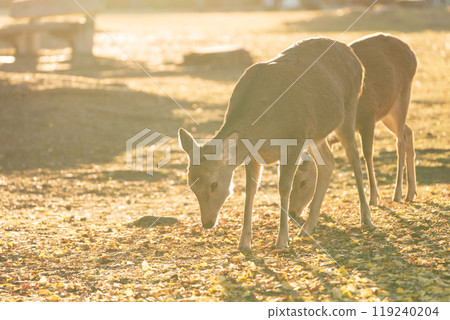 Photographing a deer among the autumn leaves around Nara Park in Nara City in late autumn Photographing a deer among the autumn leaves around Nara Park in Nara City in late autumn 119240204