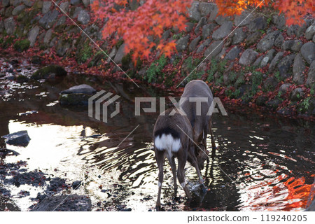 Photographing a deer among the autumn leaves around Nara Park in Nara City in late autumn 119240205