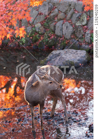 深秋在奈良市奈良公園週邊的秋葉中拍攝鹿 119240209
