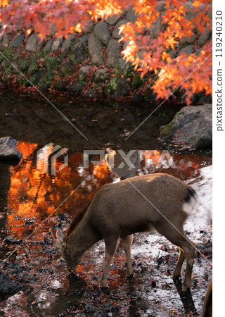 深秋在奈良市奈良公園週邊的秋葉中拍攝鹿 119240210