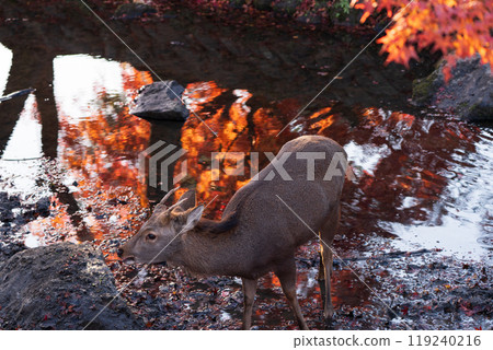 Photographing a deer among the autumn leaves around Nara Park in Nara City in late autumn Photographing a deer among the autumn leaves around Nara Park in Nara City in late autumn 119240216