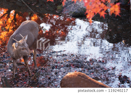 Photographing a deer among the autumn leaves around Nara Park in Nara City in late autumn 119240217