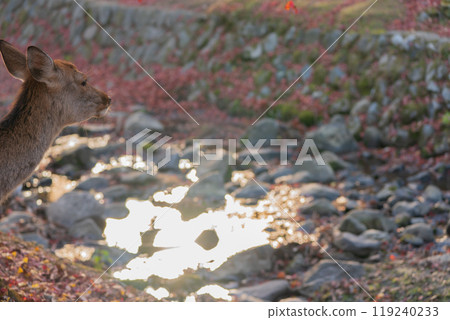 深秋在奈良市奈良公園週邊的秋葉中拍攝鹿 119240233