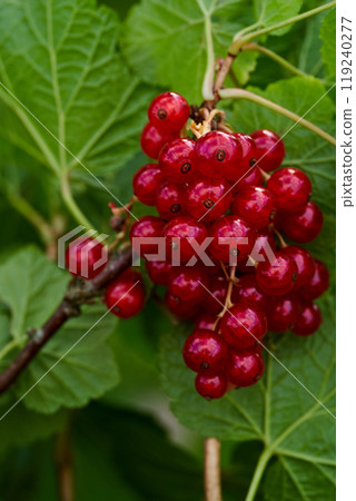 Branch of ripe red currant in a home garden Branch of ripe red currant in a home garden 119240277