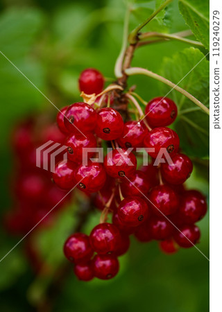 Branch of ripe red currant in a home garden Branch of ripe red currant in a home garden 119240279