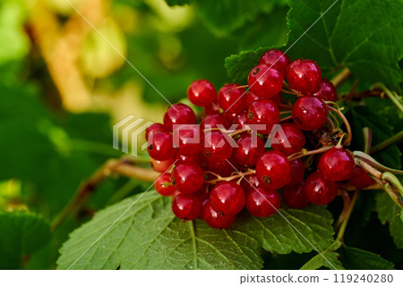 Branch of ripe red currant in a home garden Branch of ripe red currant in a home garden 119240280