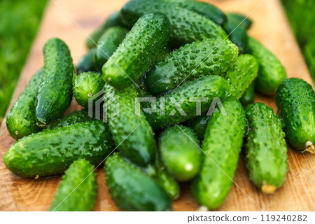 Freshly picked green cucumbers on the board background Freshly picked green cucumbers on the board background 119240282