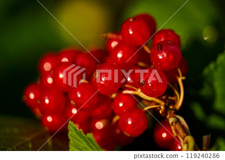 Branch of ripe red currant in a home garden Branch of ripe red currant in a home garden 119240286