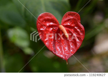 Anthurium 119240627