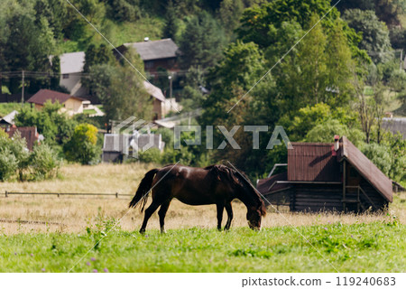 Vorokhta village scene with grazing horse on green meadow against a backdrop of traditional houses Vorokhta village scene with grazing horse on green meadow against a backdrop of traditional houses 119240683