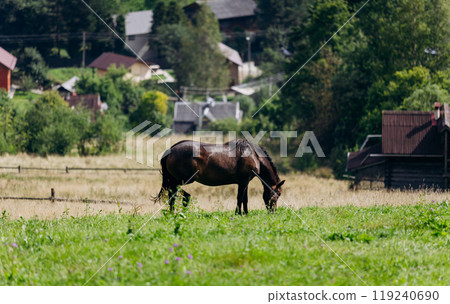 Vorokhta village scene with grazing horse on green meadow against a backdrop of traditional houses Vorokhta village scene with grazing horse on green meadow against a backdrop of traditional houses 119240690