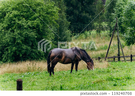 Vorokhta village scene with grazing horse on green meadow against a backdrop of traditional nature 119240708