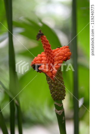 Panama grass fruit 119240775