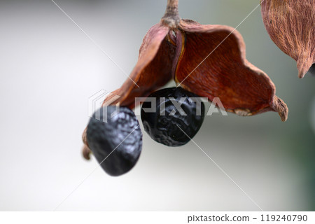 Ping pong trees Ping pong trees 119240790