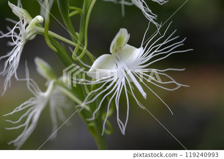 Pectoralia Ooze White Fairies Pectoralia Ooze White Fairies 119240993
