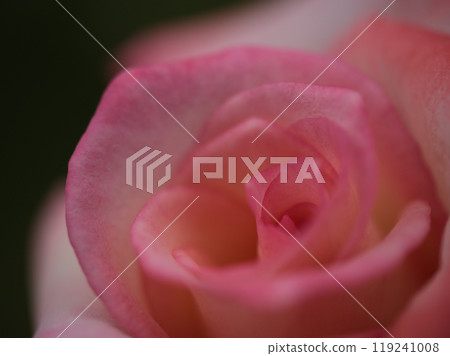 Beautiful pink rose flower "Gemini" blooming in September 119241008
