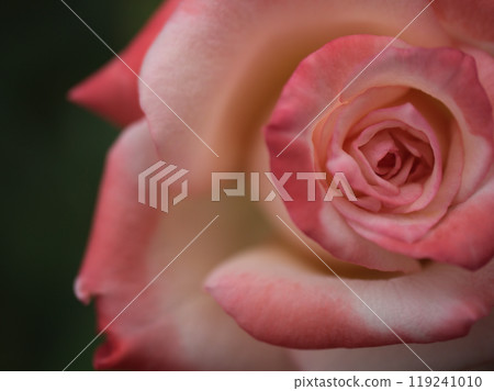 九月盛開的美麗粉紅玫瑰花“雙子座” 119241010