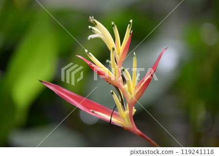 Heliconia Heliconia 119241118