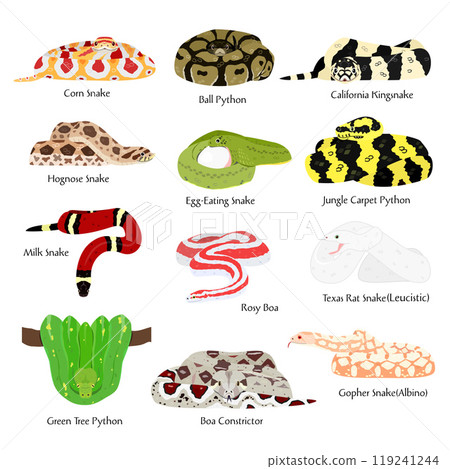 各種寵物蛇的名稱 各種寵物蛇的名稱 119241244