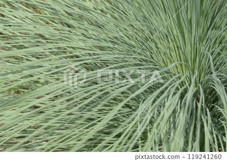 Leaf pattern Natural modeling 119241260