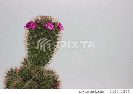 Cactus with pink blooms on plain background 119241265