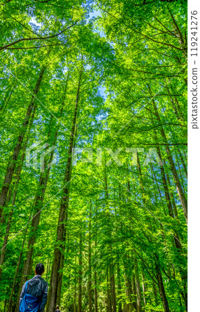 Spring Ikuta Ryokuchi: Image of fresh greenery 119241276