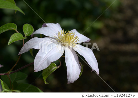 Clematis 119241279
