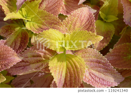 Coleus leaf pattern Coleus leaf pattern 119241340