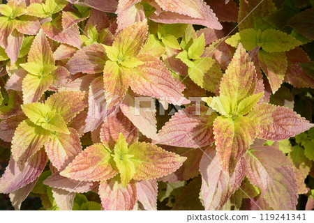 錦紫蘇葉圖案 錦紫蘇葉圖案 119241341