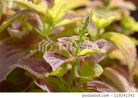 Coleus leaf pattern Coleus leaf pattern 119241342